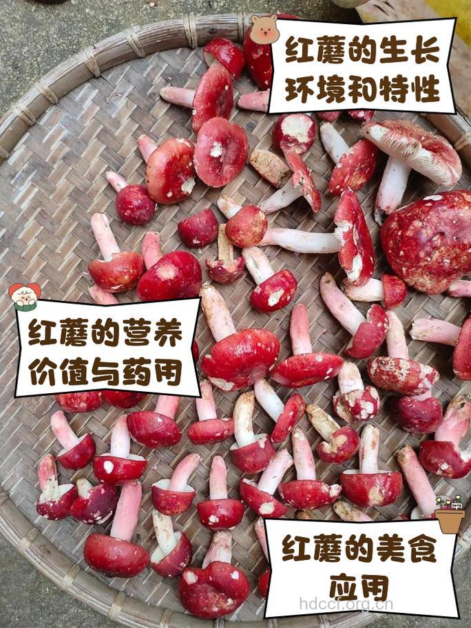 孕妇吃什么|孕妇能吃大红菇吗