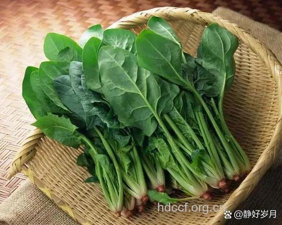 红酒泡菠菜可治痔疮