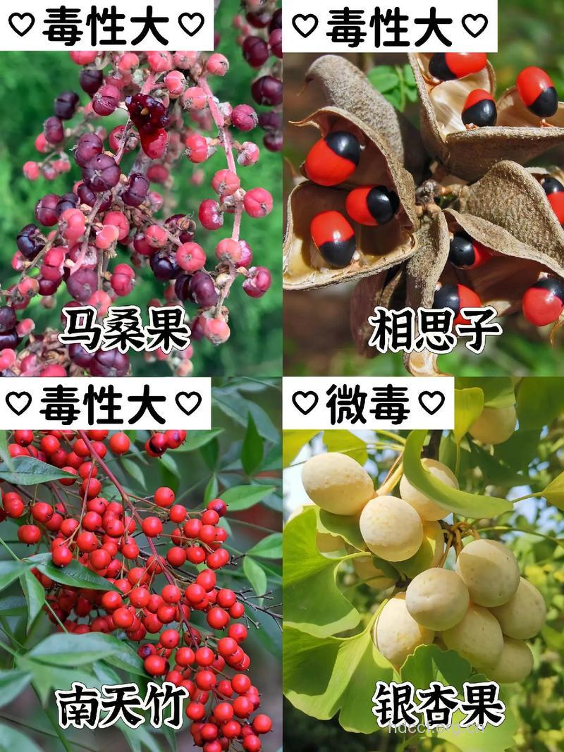 常见12种有毒水果