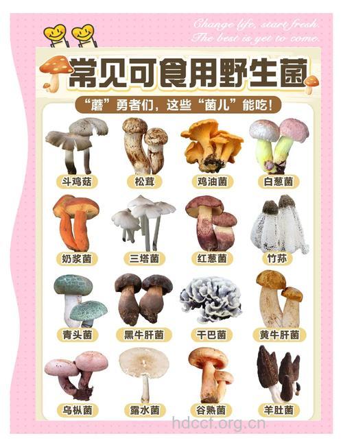 孕妇吃什么|孕妇能吃鸡油菌吗