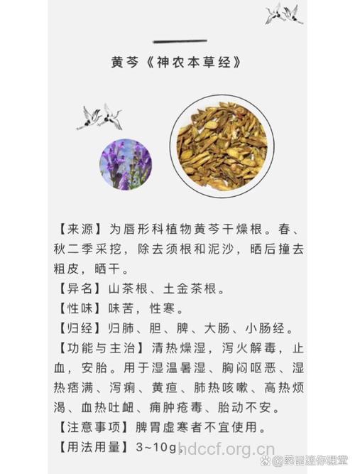 黄芩饮的组成及作用