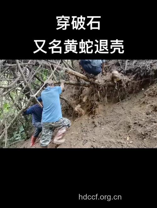 黄蛇散的组成及作用