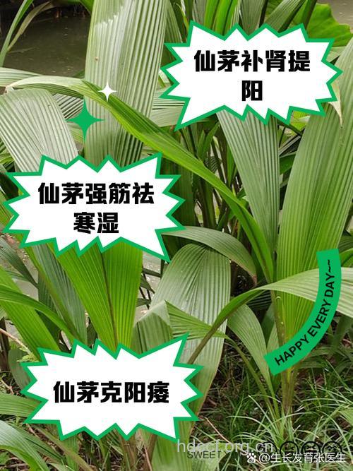 传说中的壮阳菜真的有用吗