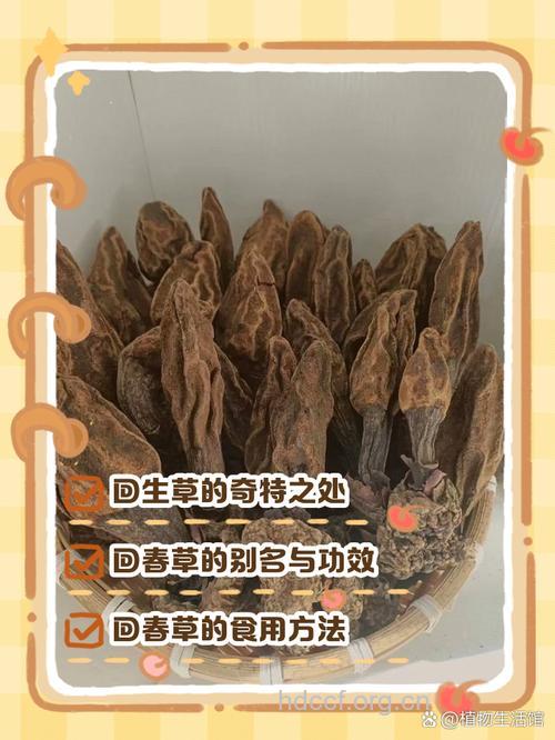 回香草散的组成及作用