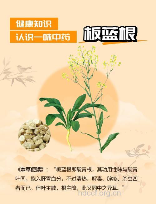 春季吃板蓝根有什么好处