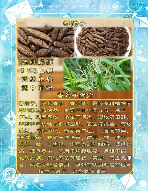 茴香附子丸的组成及作用