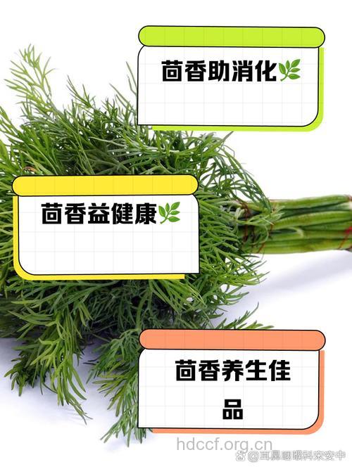 茴香草饮的组成及作用