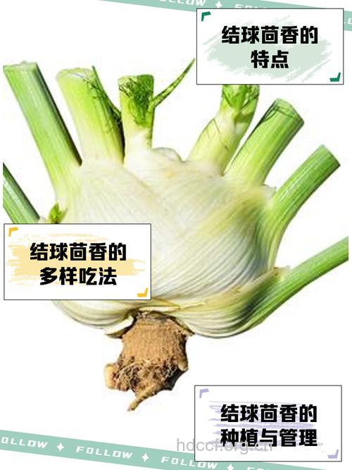 茴香圆的组成及作用