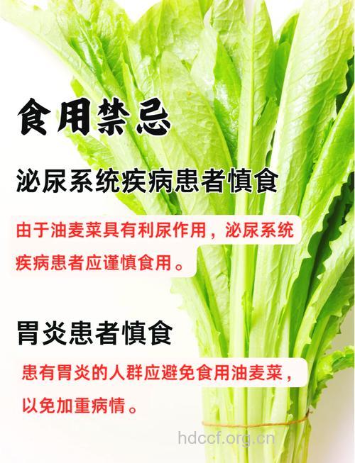 孕妇吃什么|孕妇能吃油麦菜吗