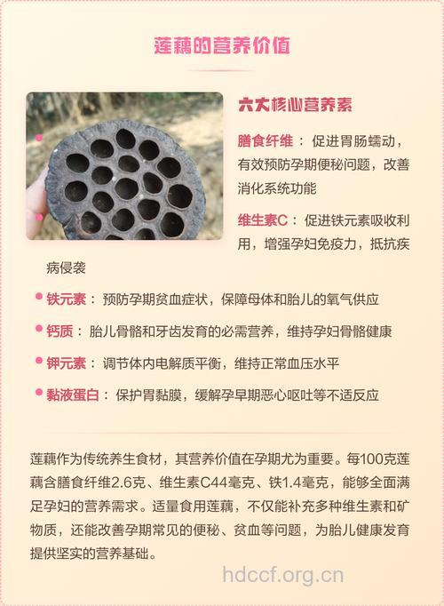孕妇吃什么|孕妇能吃莲藕吗
