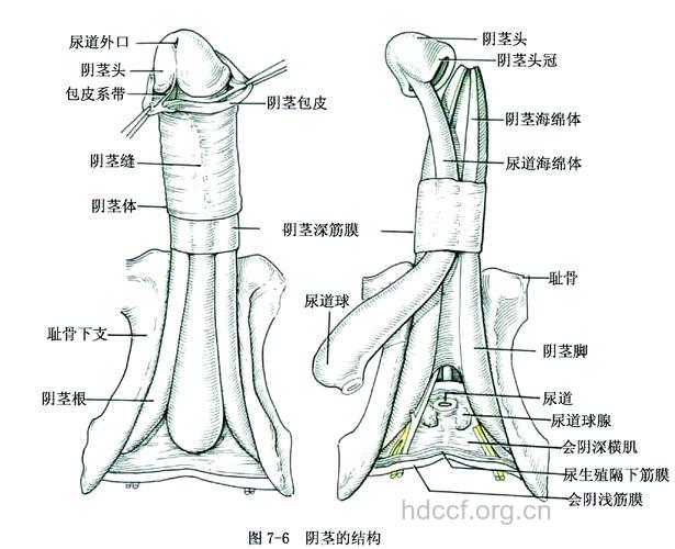 从男人的右手看男人的性器官