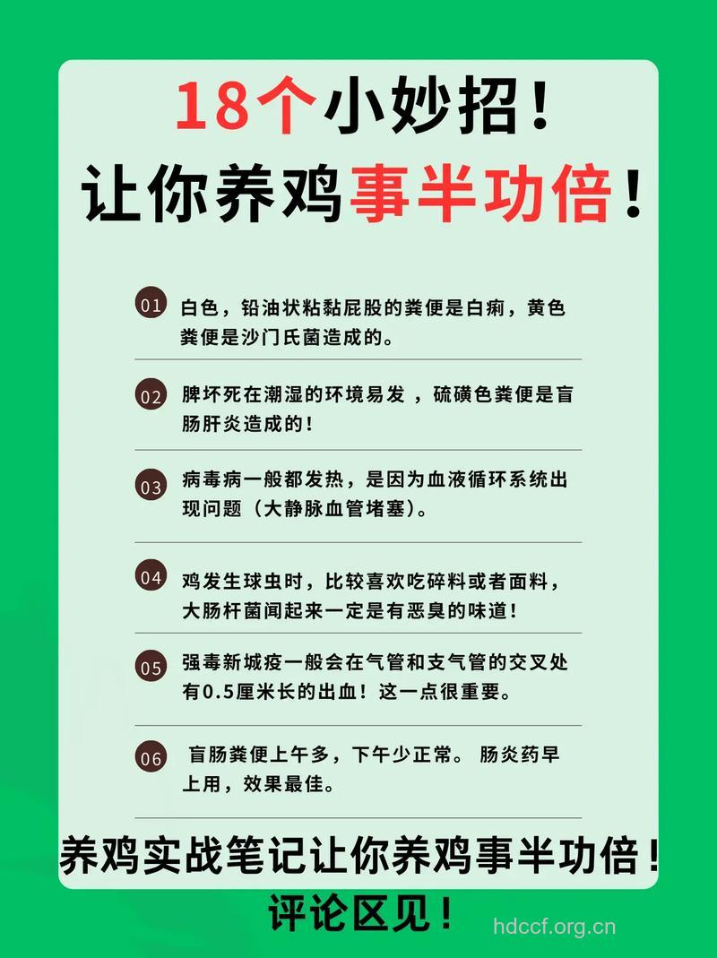 白领如何吃鸡养生？