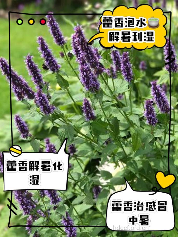 藿香和中汤的组成及作用