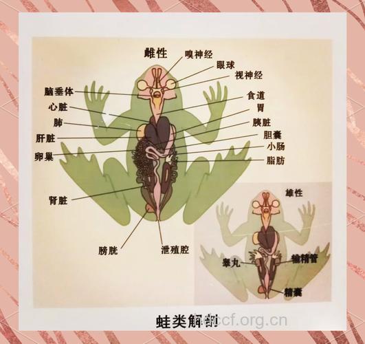 虾蟆圆的组成及作用