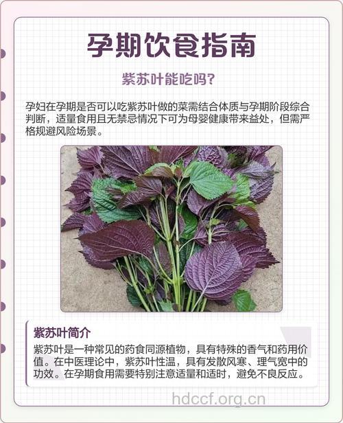 孕妇吃什么|孕妇能吃紫苏吗