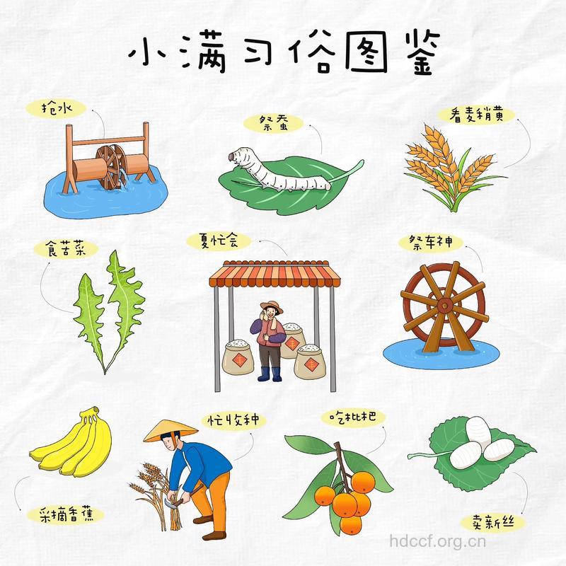 24节气小满习俗之采收香蕉