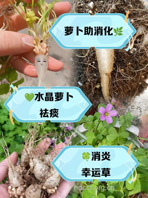 萝卜真的可以用来作药吗