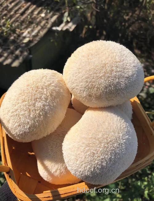 坐月子吃什么|坐月子可以吃猴头菇吗