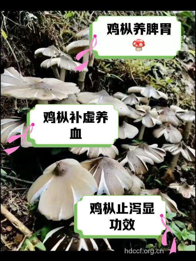 坐月子吃什么|坐月子可以吃鸡枞吗