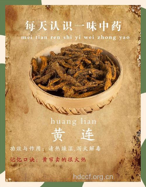 黄连香薷饮的组成及作用