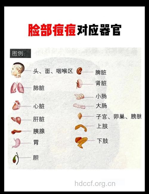 痤疮能反映器官健康状况