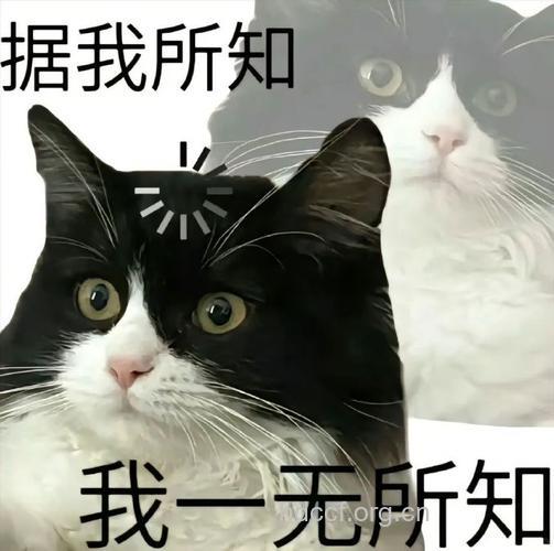 有事没事就可以挠挠头