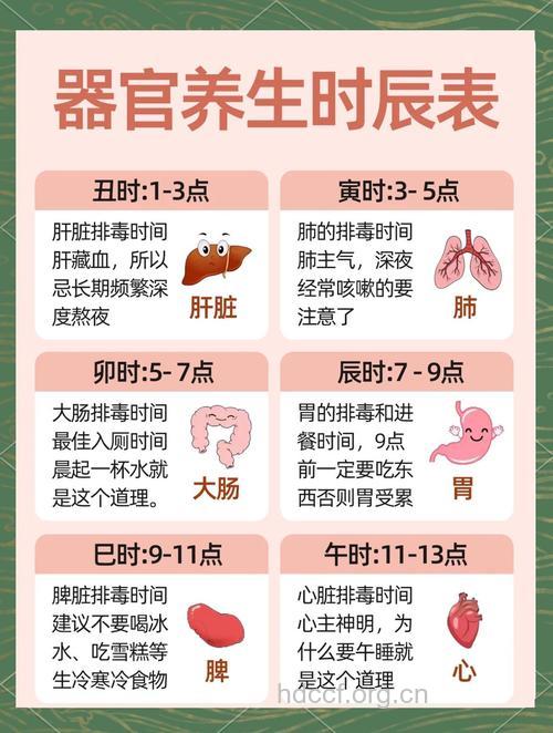脏器调养时刻表是什么呢