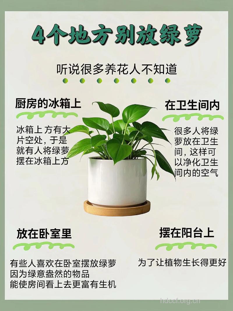 哪些绿色植物不宜摆家中
