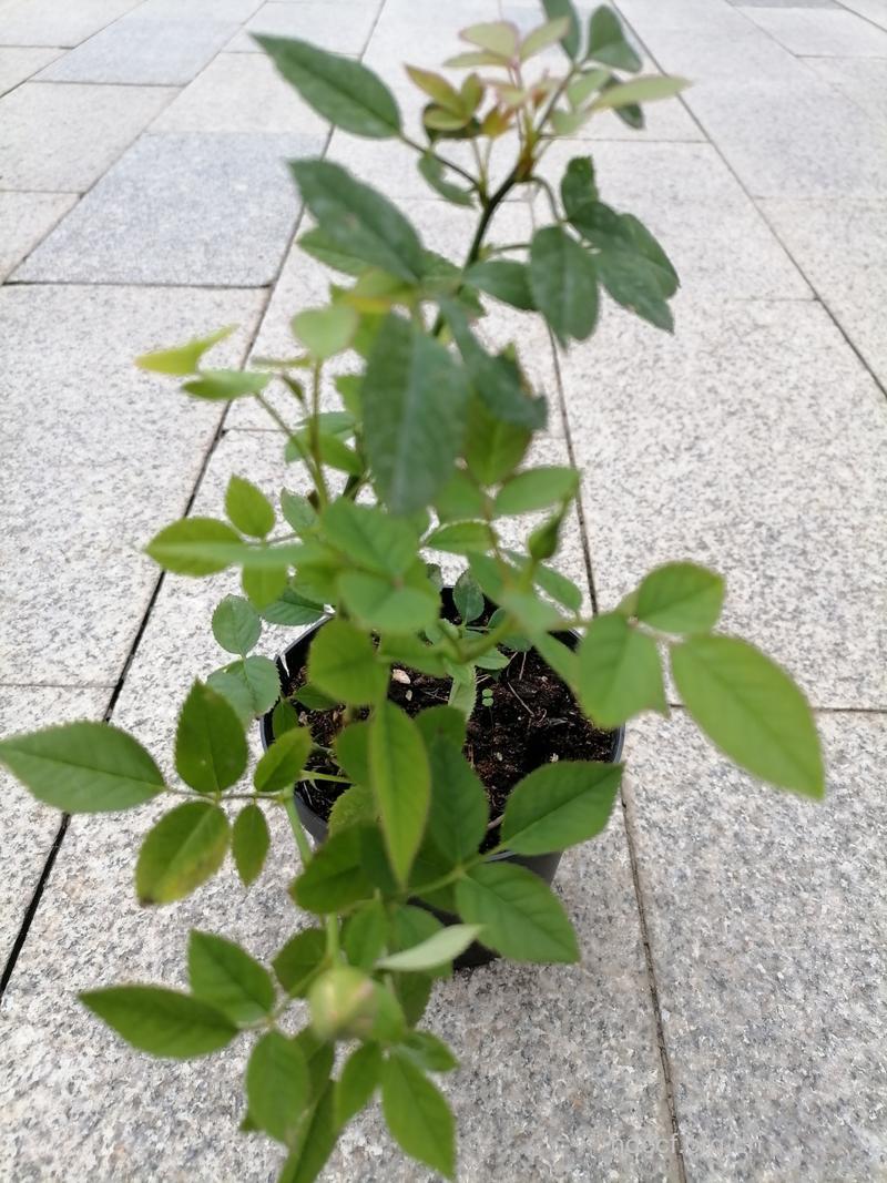 秋游糖友须小心