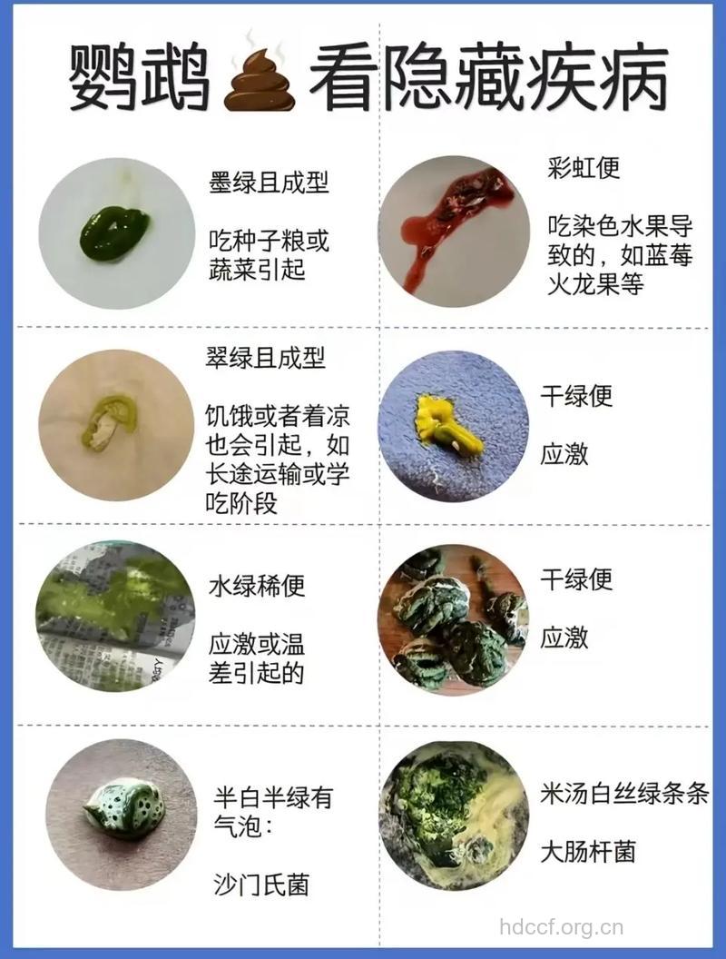 哪些动物粪便也能治病