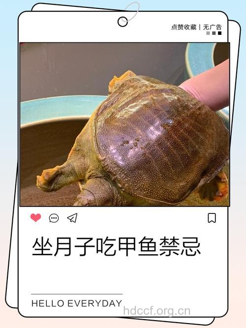 坐月子吃什么|坐月子可以吃甲鱼吗