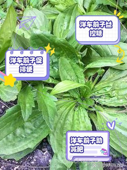 洋车前子可防治痔疮吗