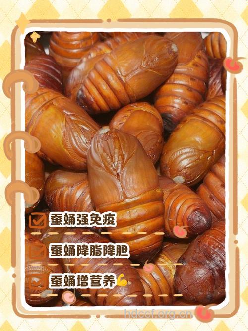 坐月子吃什么|坐月子可以吃蚕蛹吗