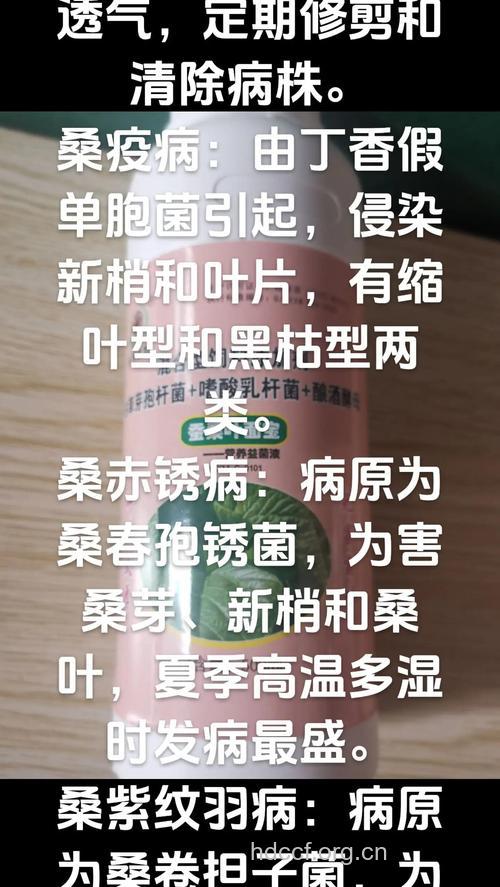 桑叶能治什么病