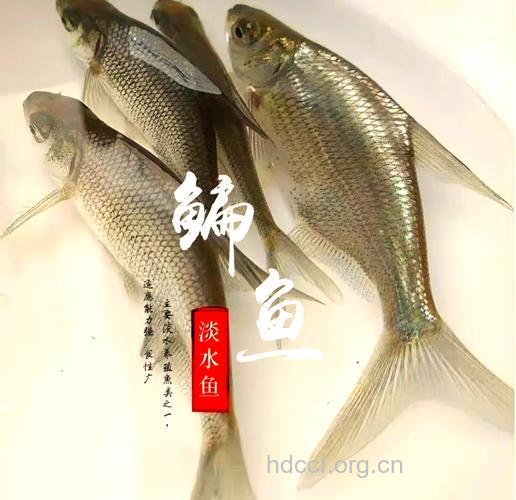 坐月子吃什么|坐月子可以吃武昌鱼吗