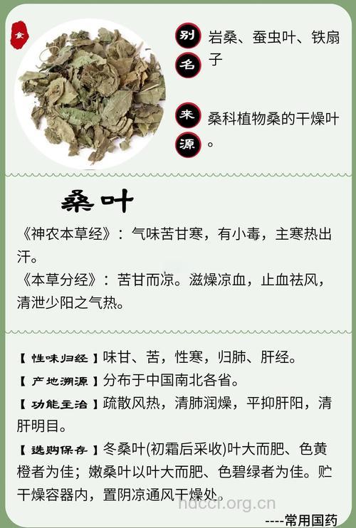 桑叶的功效与作用大全