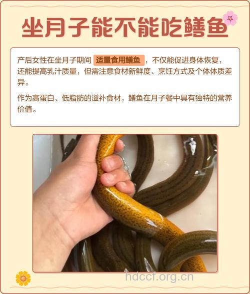 坐月子吃什么|坐月子可以吃黄鳝吗