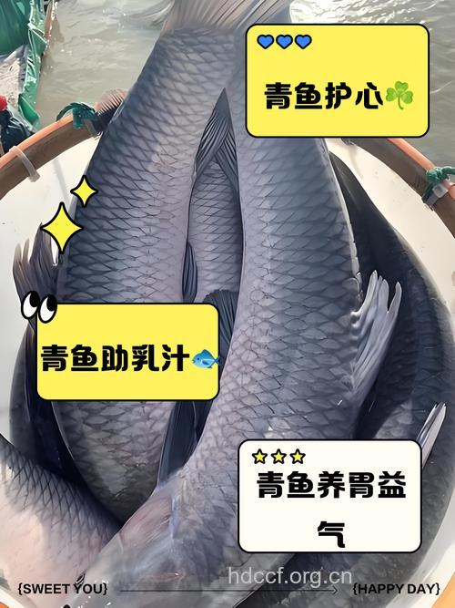 坐月子吃什么|坐月子可以吃青鱼吗