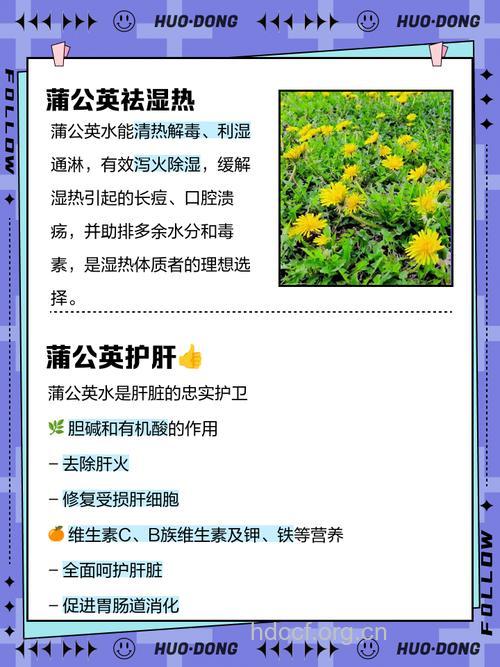 蒲公英泡水喝 三类人最好不要喝