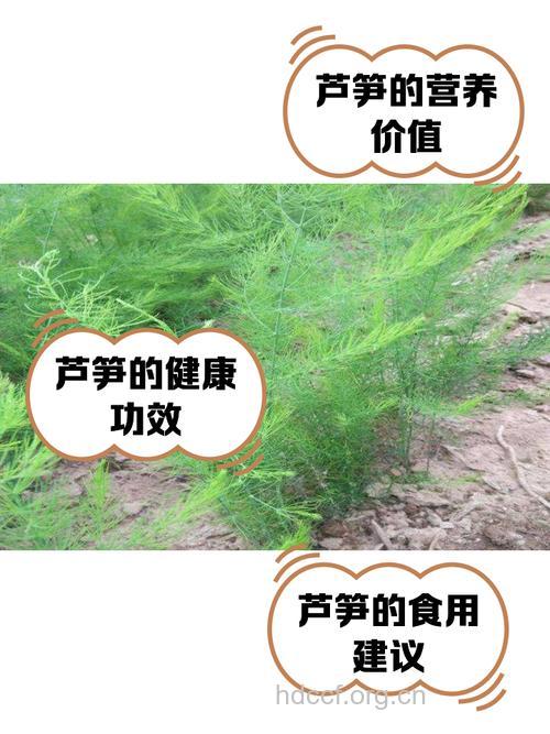 坐月子吃什么|坐月子可以吃芦笋吗