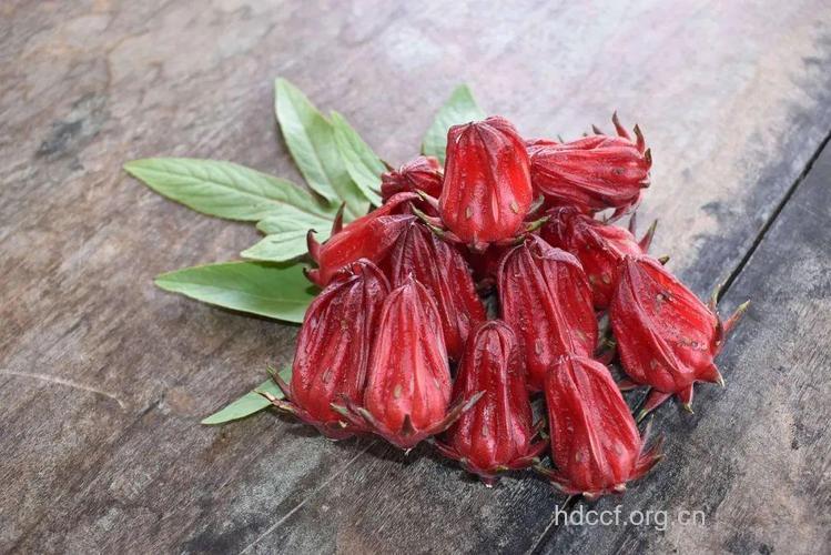 墨西哥：常饮玫瑰茄花茶可预防糖尿病
