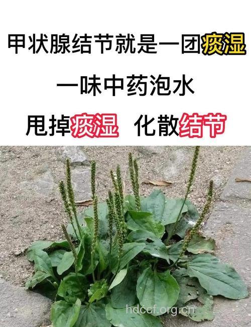 车前草泡水喝有何功效 2种做法能养生