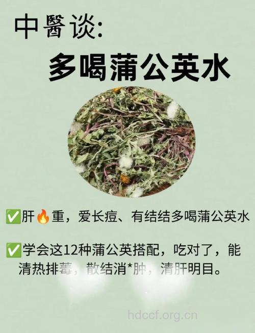 蒲公英泡水是嗓子上火的救兵 怎么吃效果好