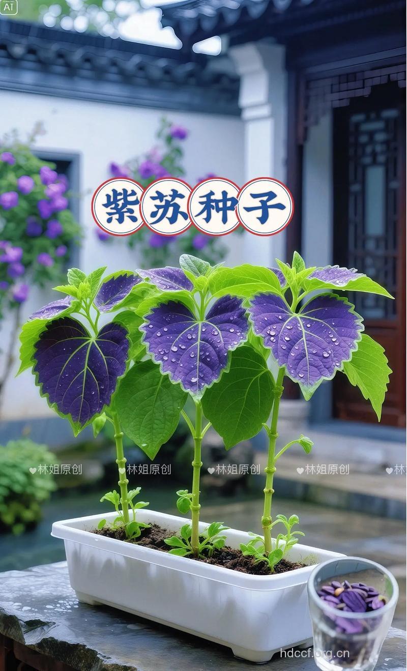 全身都是宝的紫苏 你值得拥有