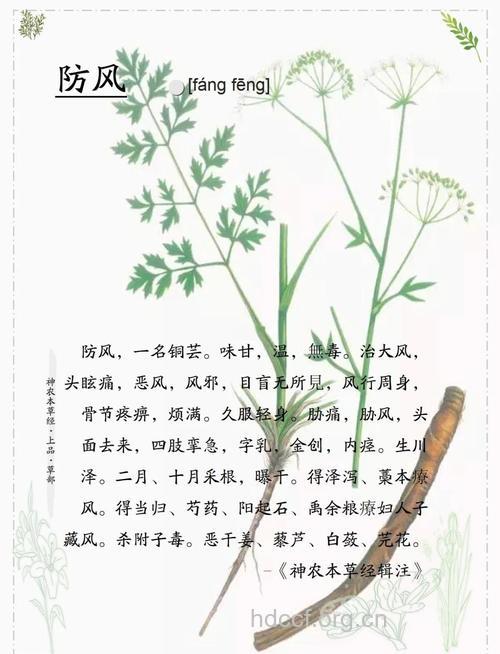 你知道吗 这3款中药有防晒的作用