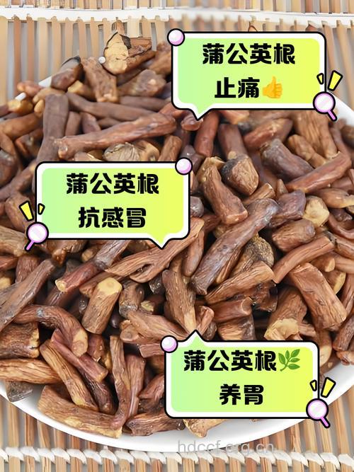 蒲公英根能够抗癌吗 要谨慎泡水喝