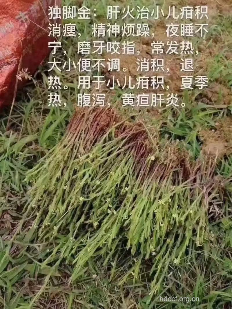 独脚金是什么 有哪些功效作用