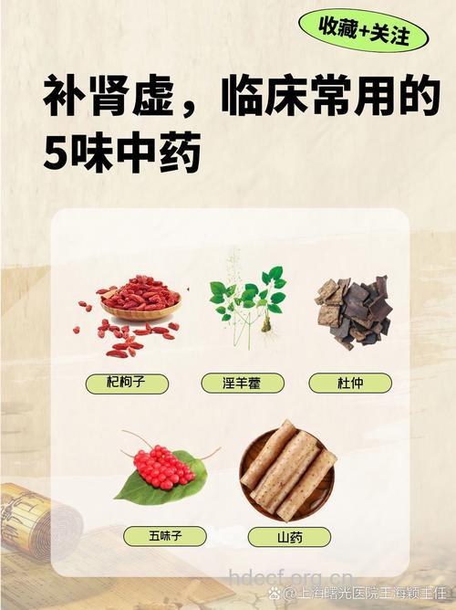 肾气不足 推荐5种补肾药材