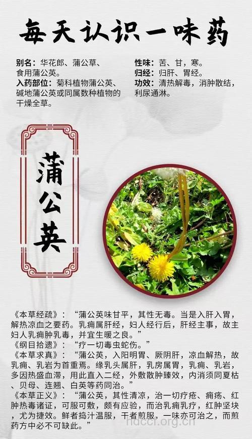 中医盘点蒲公英的药用价值