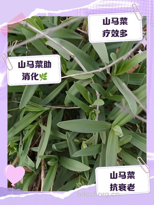 盘点:山马菜的营养价值
